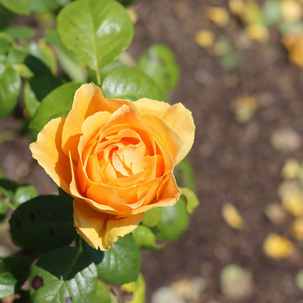 'Palace Fleur' Patio Shrub Rose