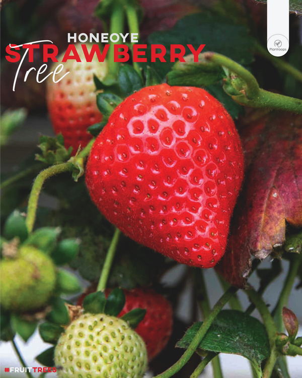 Strawberry Plant 'Honeoye'