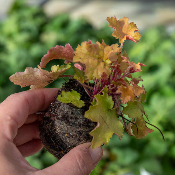 Heuchera Plant Marmalade Plantroops United Kingdom heuchera-plant-marmalade-plantroops-united-kingdom