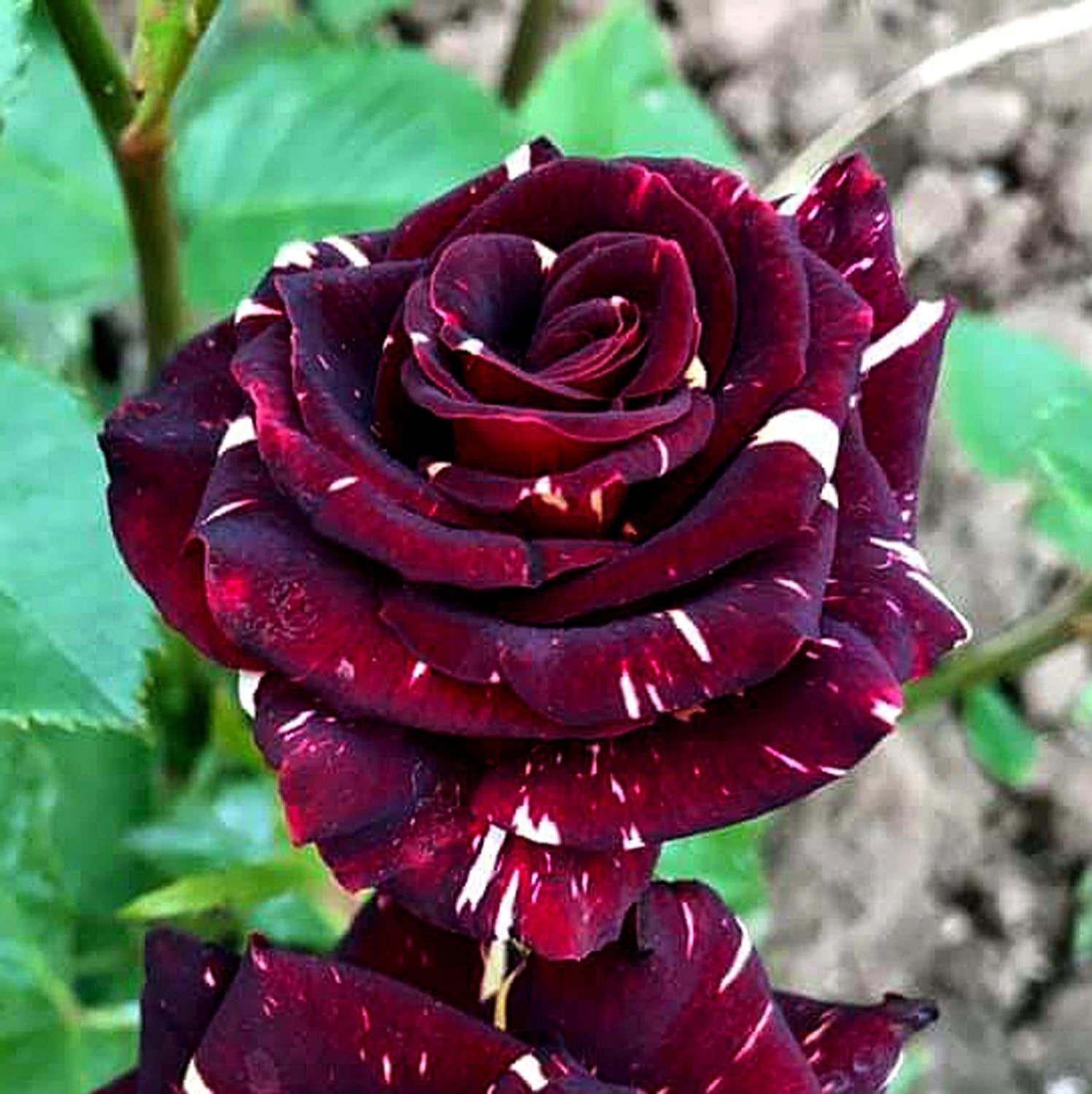 Rose Bush Plant 'Abracadabra' – Plantroops United Kingdom