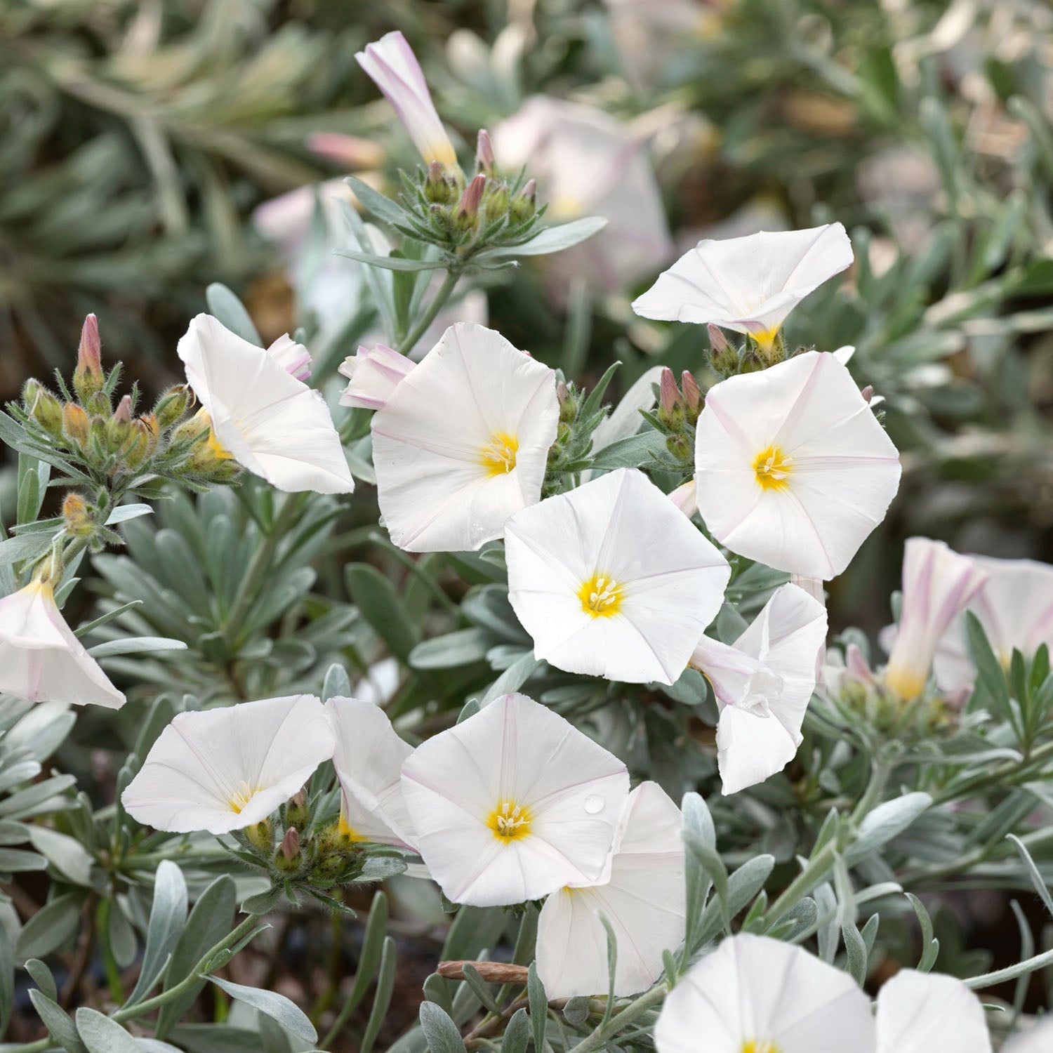 Plant Convolvulus Cneorum