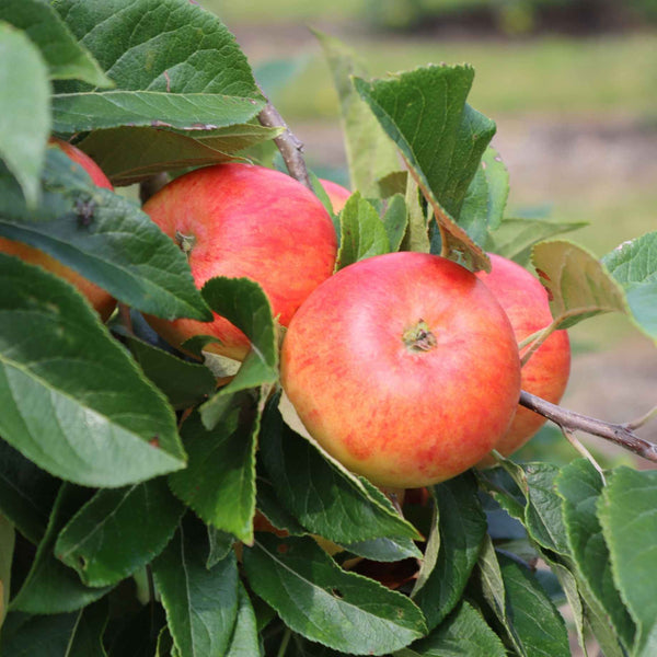 'Elstar' Apple Tree