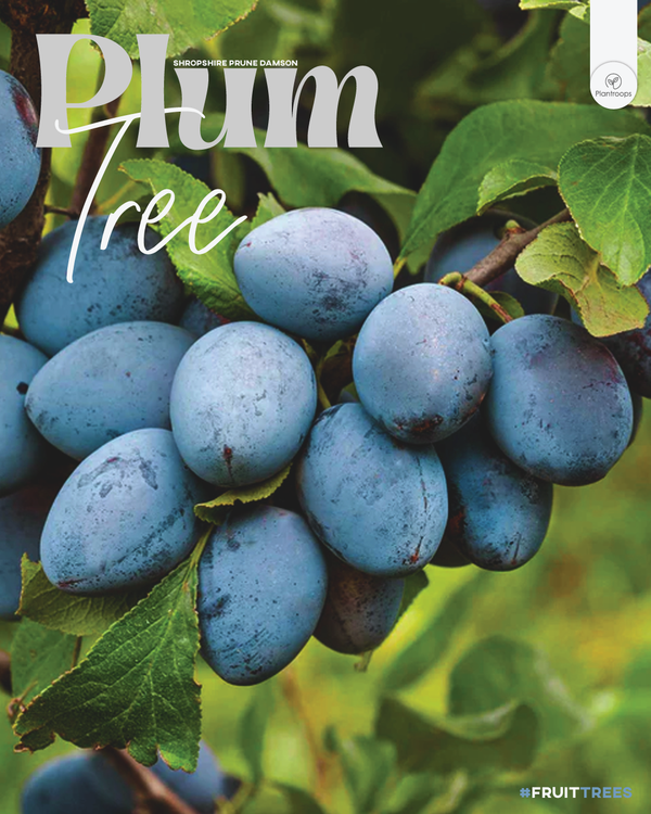 Plum Tree 'Shropshire Prune Damson'