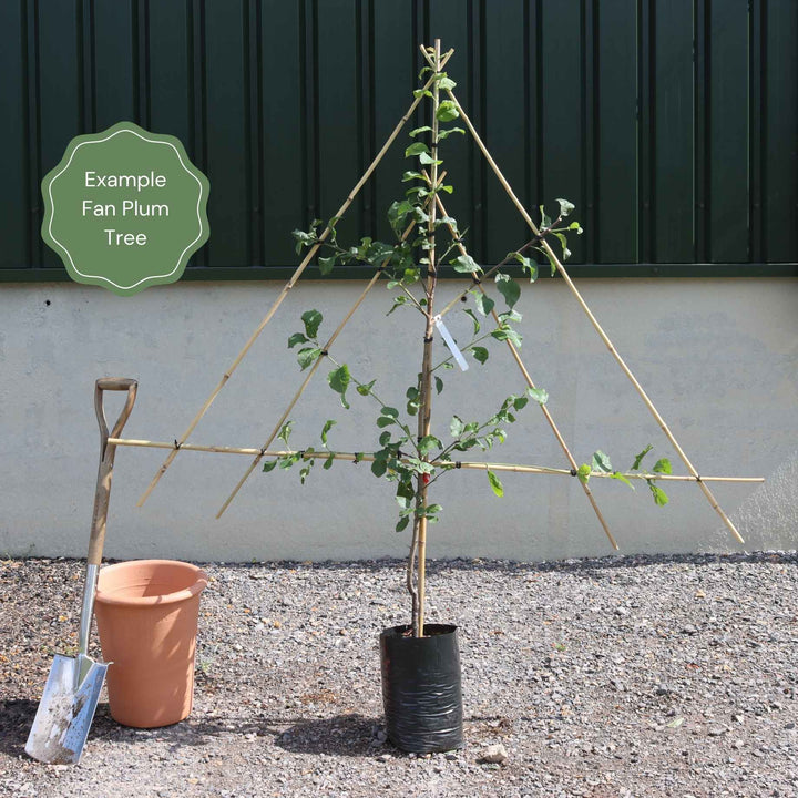 Fan-Trained Plum Tree – Plantroops United Kingdom