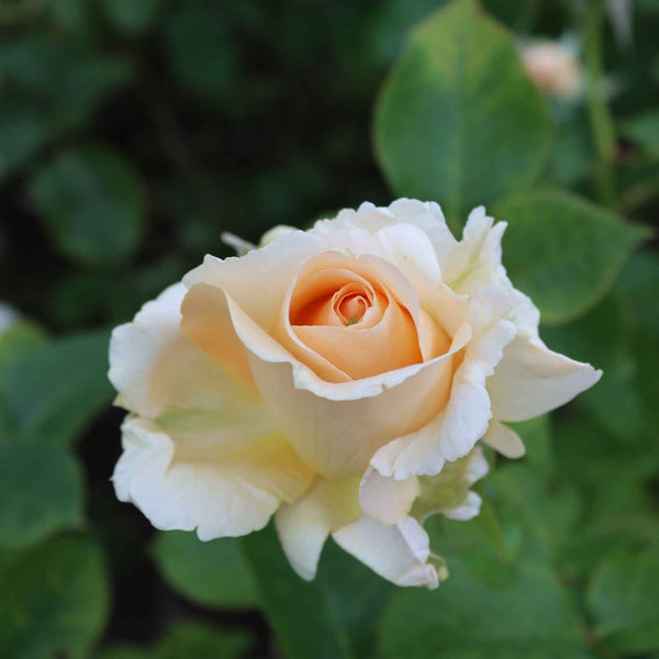 'Many Thanks' Groundcover Rose