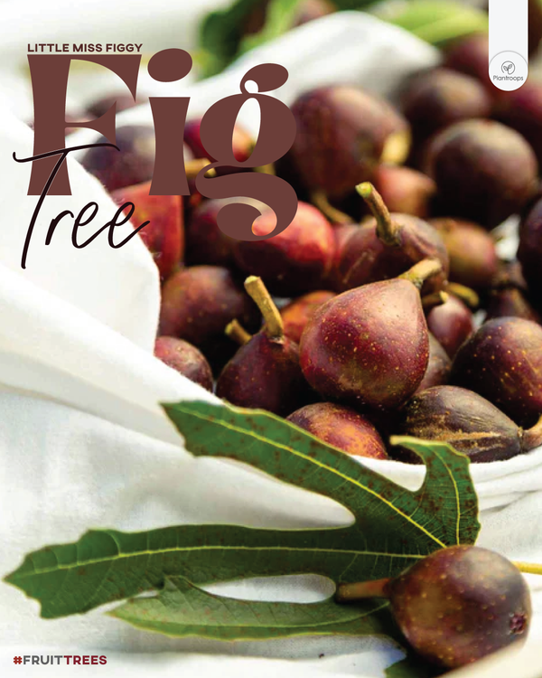Fig Tree 'Little Miss Figgy'