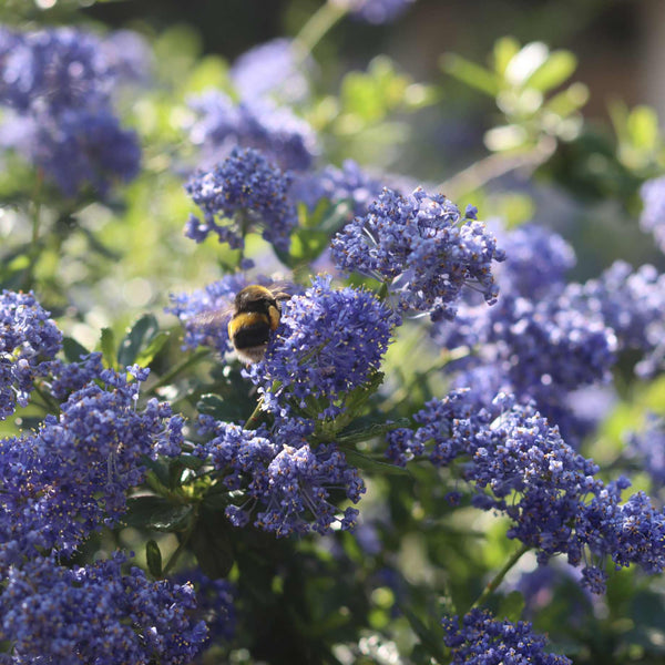 Ceanothus 'Southmead'