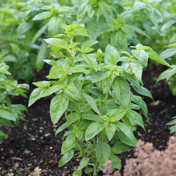 British Basil Plants