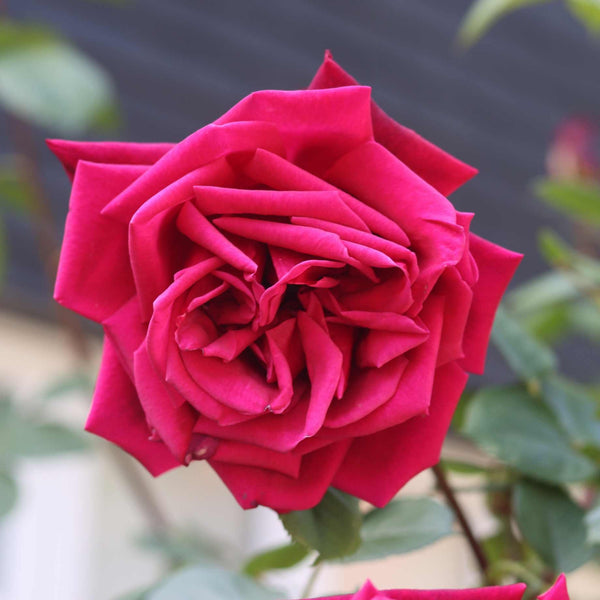 'Ingrid Bergman™' Hybrid Tea Rose | Bouquet Rose