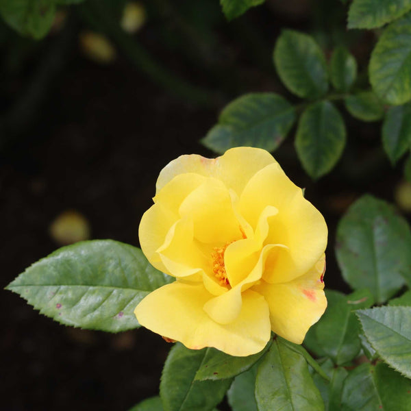 'Apple Jack' Floribunda Rose