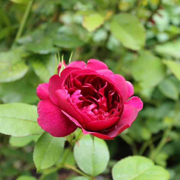 'Raspberry Ripple®' Shrub Rose