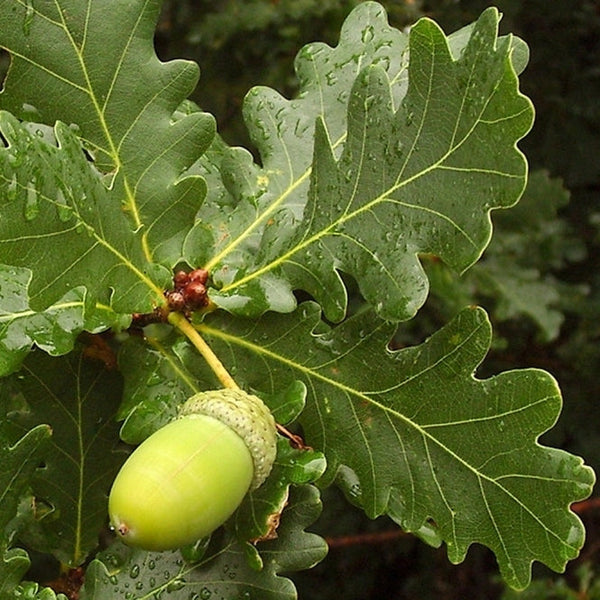 English Oak Bare Root Hedge