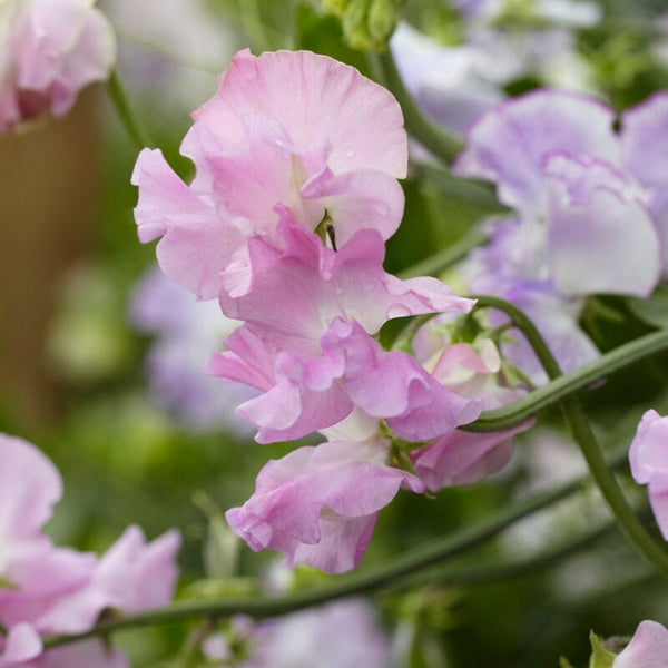 'Angela Ann' Sweet Pea Plant