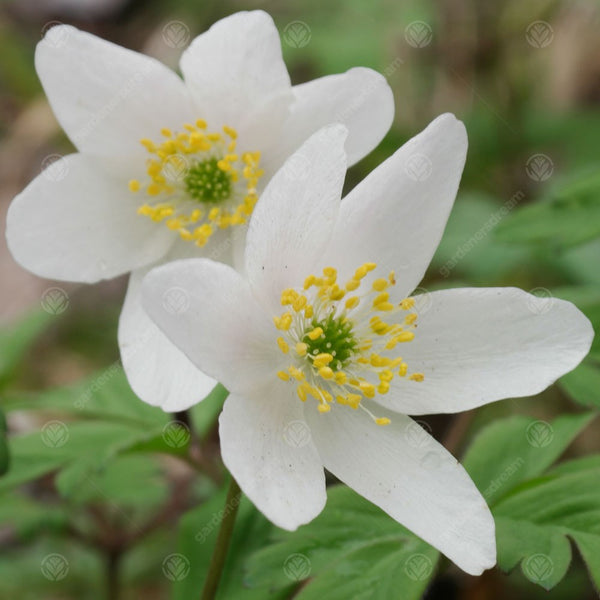 Anemone nemorosa