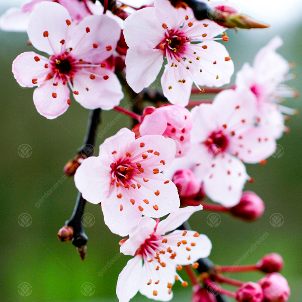 Prunus 'Pissardii Nigra'