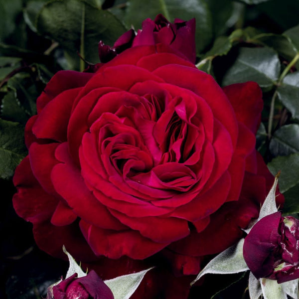 'Admiral' Hybrid Tea Rose