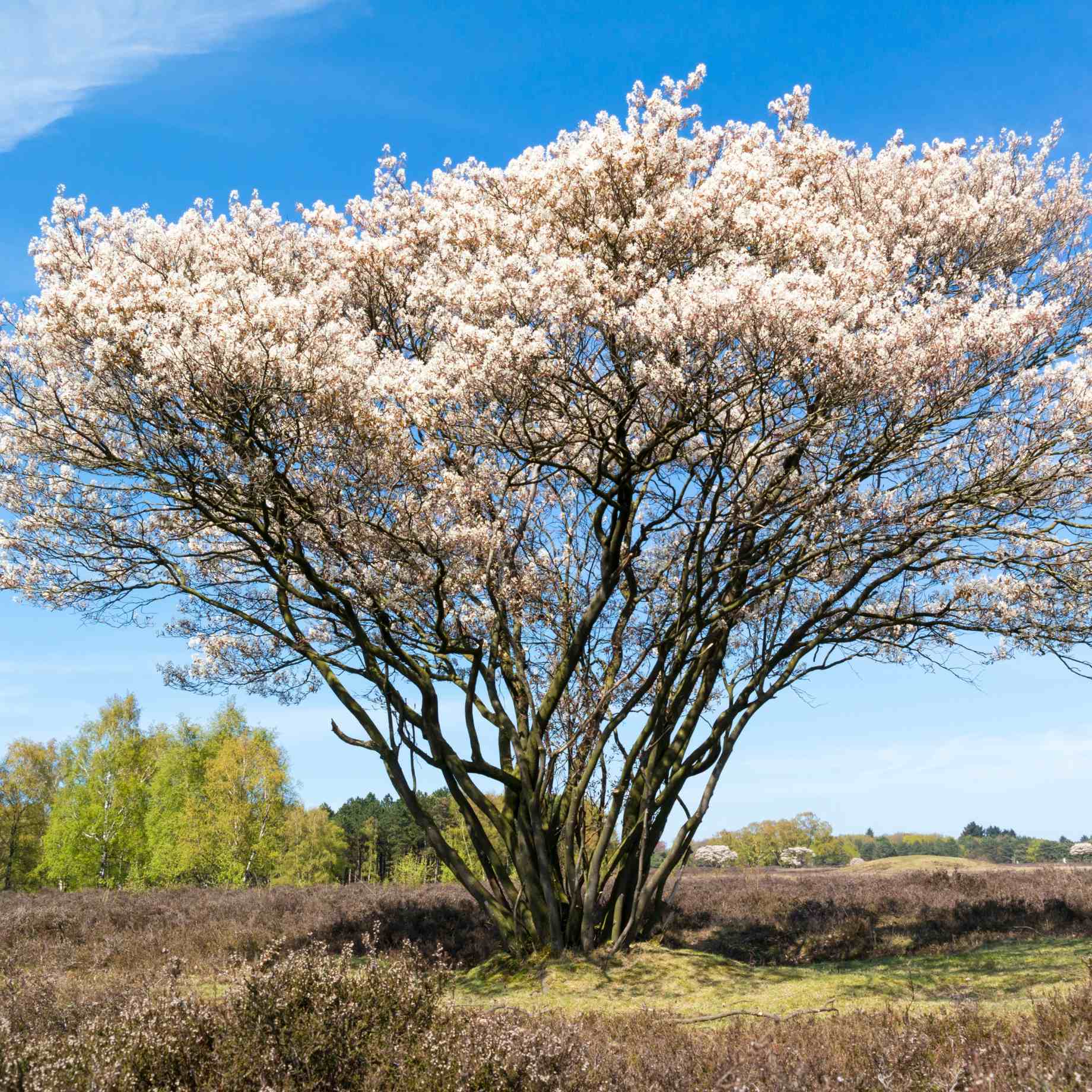 Snowy Mespilus Tree | Amelanchier lamarckii – Plantroops United Kingdom