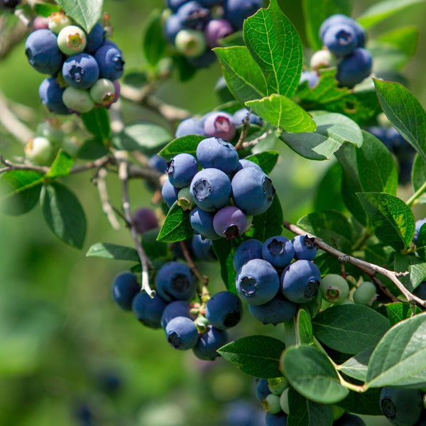 'Bluecrop' Blueberry Bush