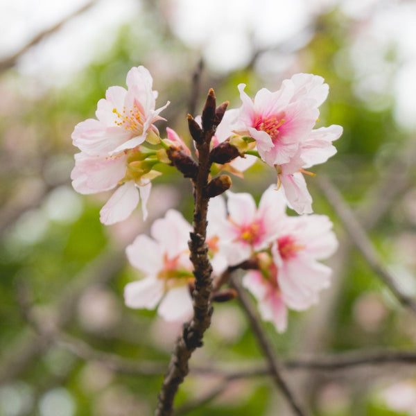 Dwarf Fuji Cherry Blossom Tree | Prunus incisa 'Kojo-no-mai'