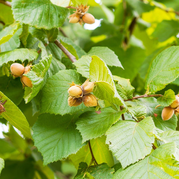 'Kentish Cob' Hazelnut Tree