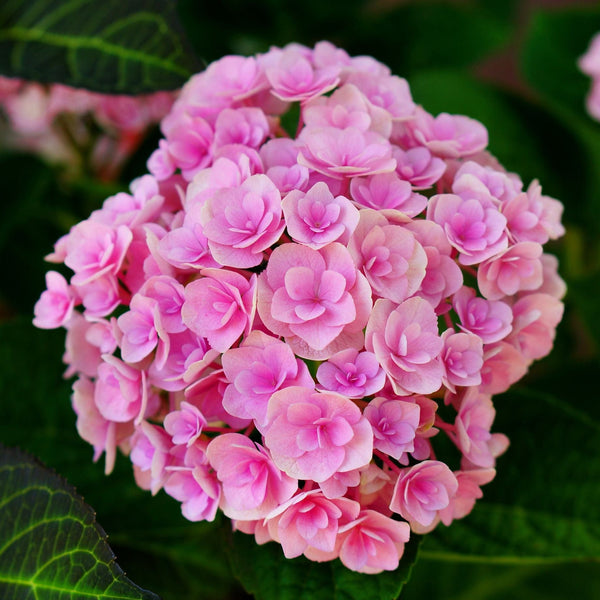 Hydrangea macrophylla 'Expression'