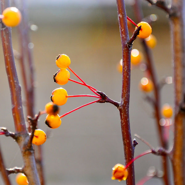 'Comtesse de Paris' Crabapple Tree