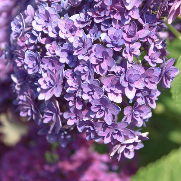 Hydrangea macrophylla 'Blue Expression'