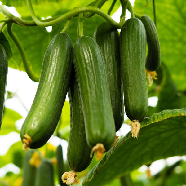 'Mini Hana F1' Cucumber Plant