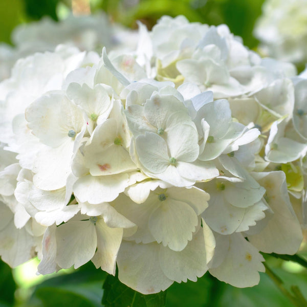 Hydrangea macrophylla 'Little White'