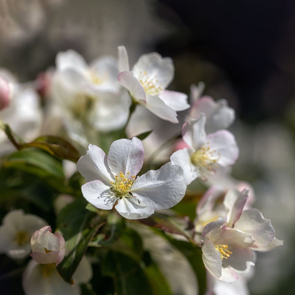 'Wedding Bouquet' Crabapple Tree