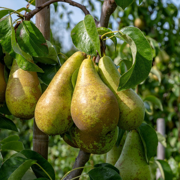 'Conference' Pear Tree