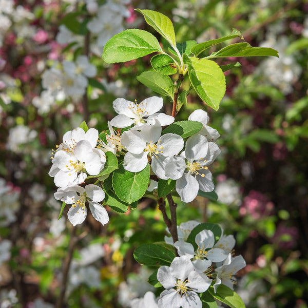 'Yellow Siberian' Crabapple Tree