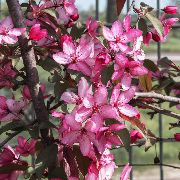 'Royal Raindrops' Crabapple Tree