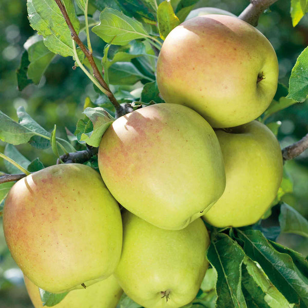 Patio Apple Tree 'Golden Delicious'
