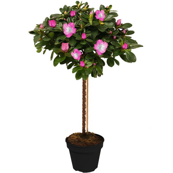 Bicolour Azalea japonica Patio Tree