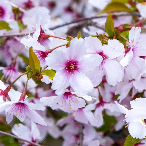 Prunus 'The Bride'