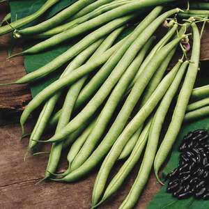 Climbing French Bean Cobra AGM Vegetable Plants