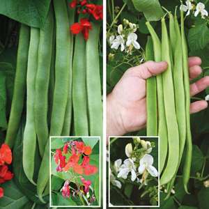 Runner Bean Vegetable Plant Collection