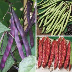 Climbing French Bean Vegetable Plant Collection