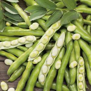 Broad Bean Bunyards Exhibition Vegetable Plants