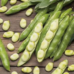 Broad Bean The Sutton AGM Vegetable Plants
