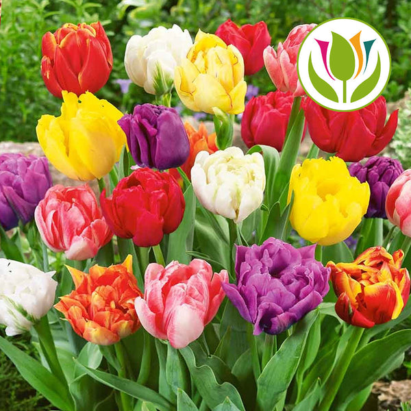 Tulip Double Early Garden Mix