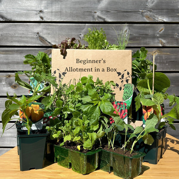 Beginner's Allotment in a Box | Easiest Vegetables Collection