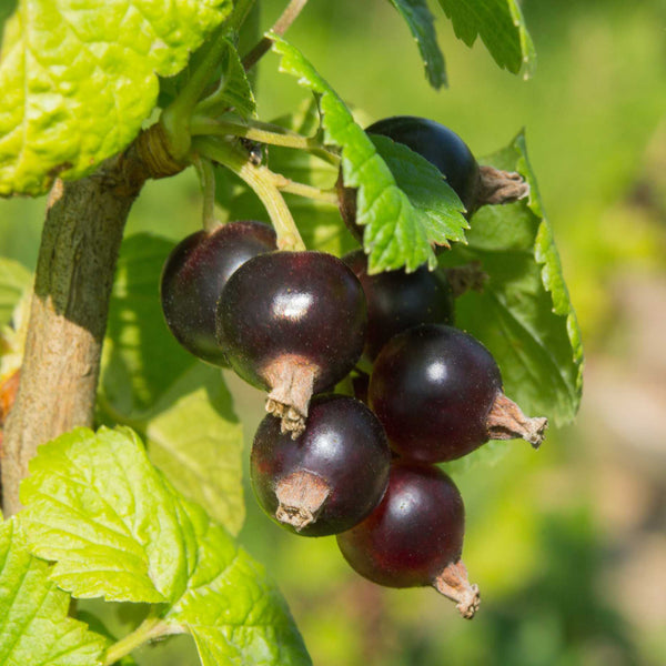 'Ben Alder' Blackcurrant Bush
