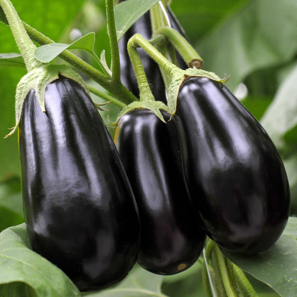 'Black Beauty' Aubergine Plants