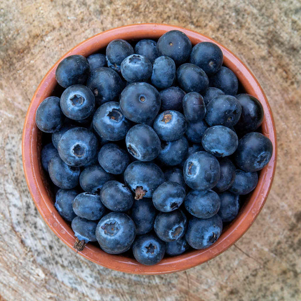 Blueberry Plant 'Top Hat'