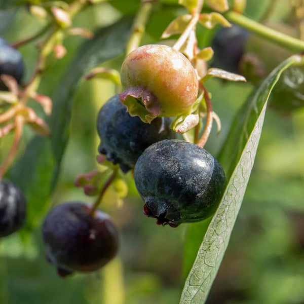 Blueberry Plant 'Bluegold'