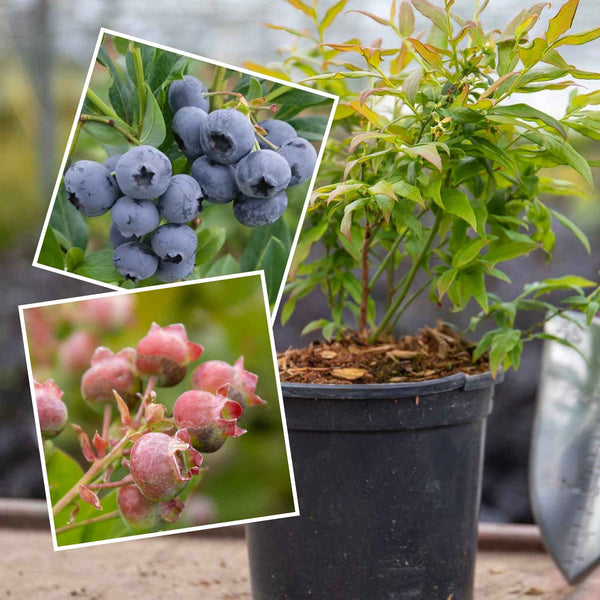 Blueberry Plant 'Sunshine Blue' and 'Pink Lemonade' Duo Pack