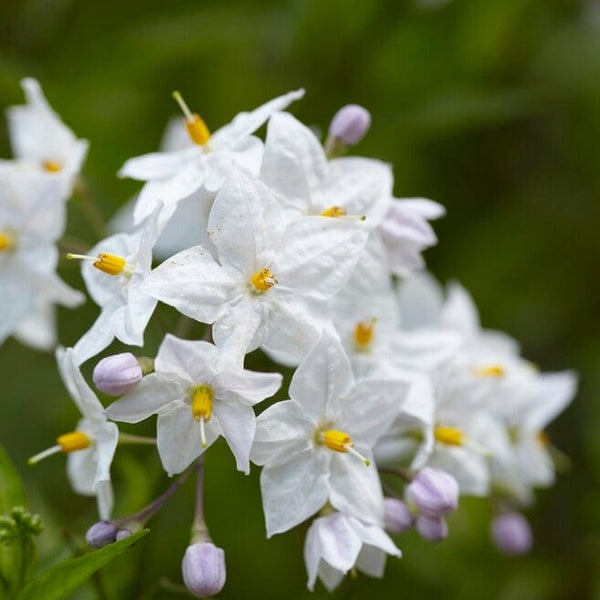 White Potato Vine | Solanum jasminoides 'Album Variegatum'