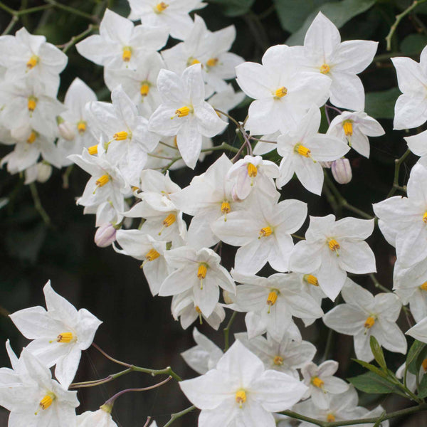 'Album' White Potato Vine | Solanum laxum